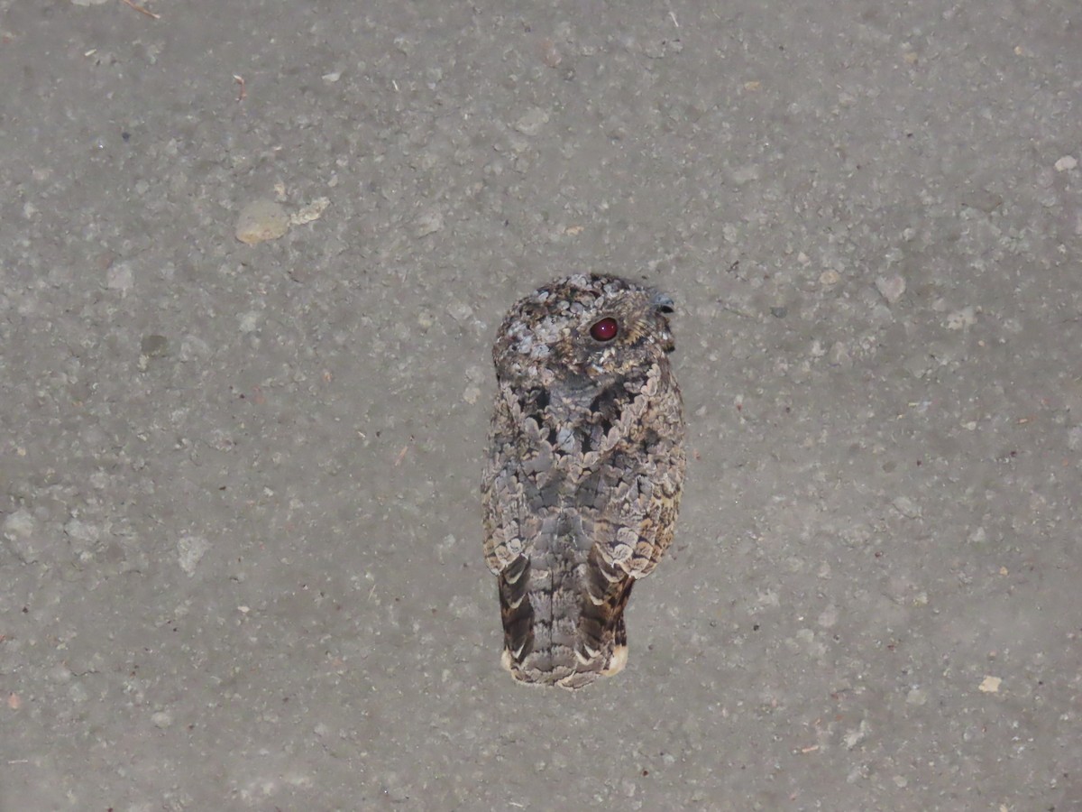 Common Poorwill - ML642059954