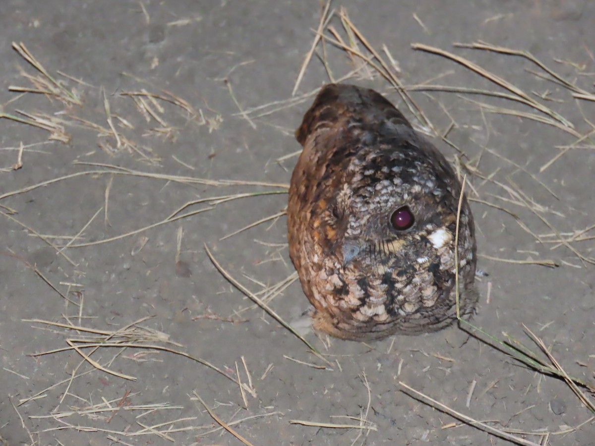 Common Poorwill - ML642059955