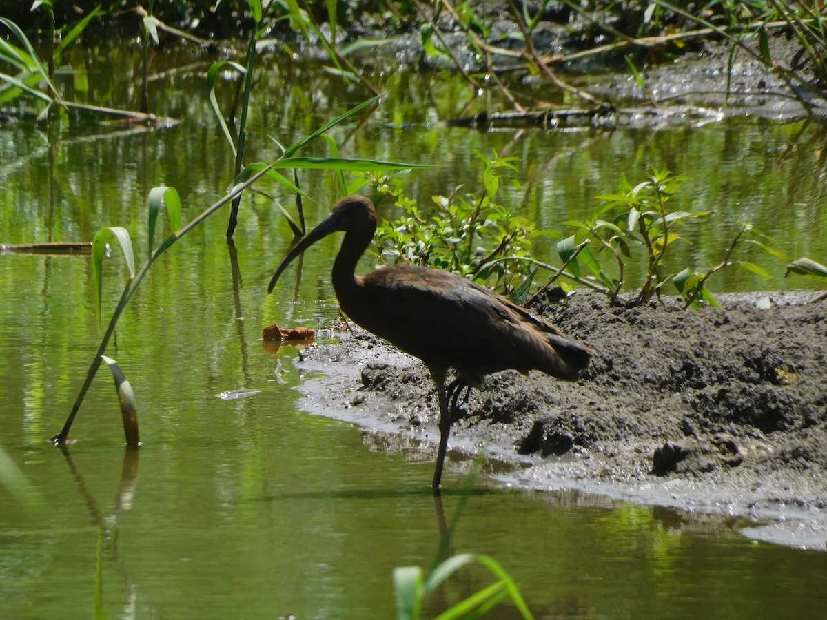 Glossy Ibis - ML642059961