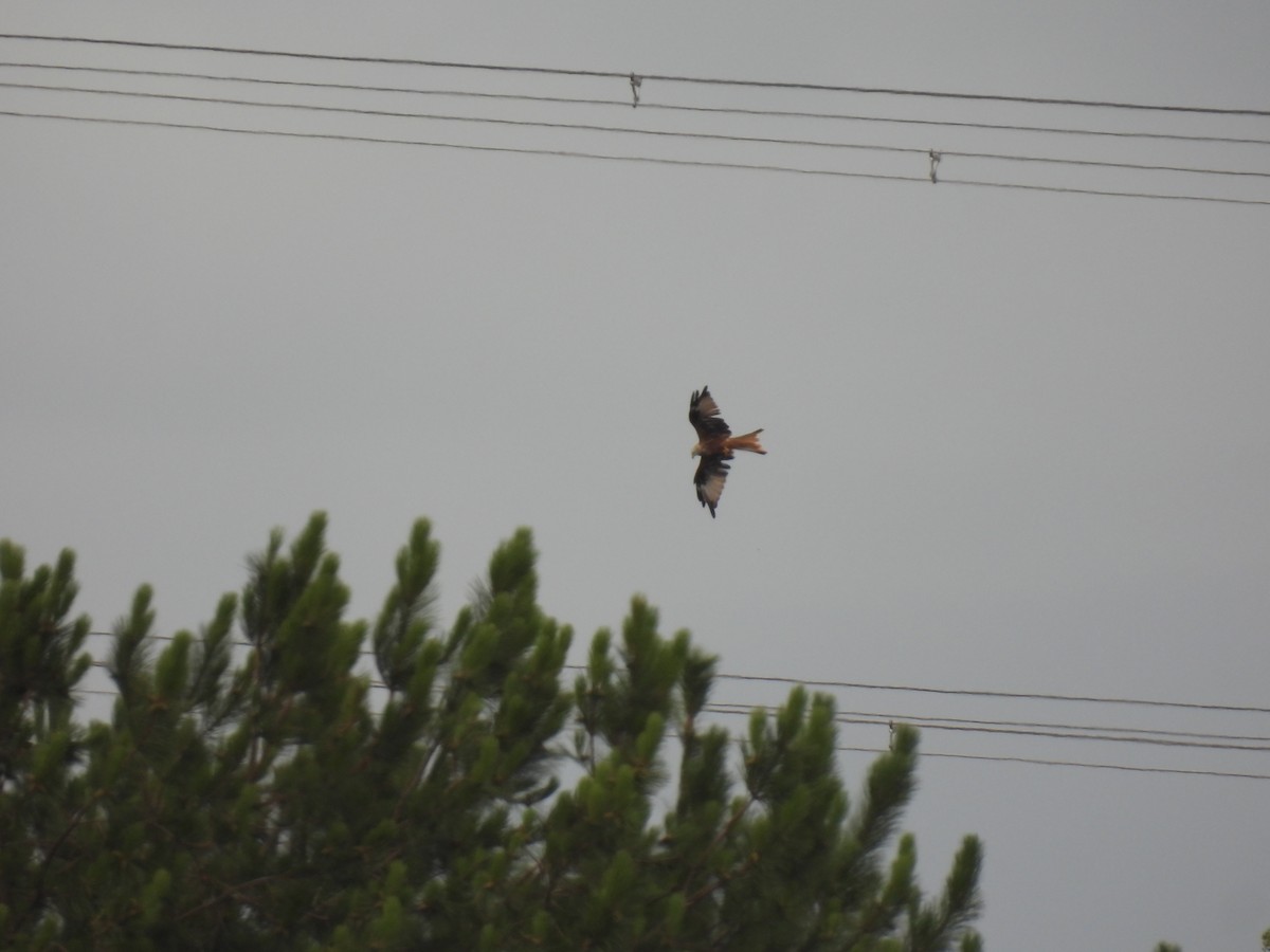 Red Kite - ML642059963