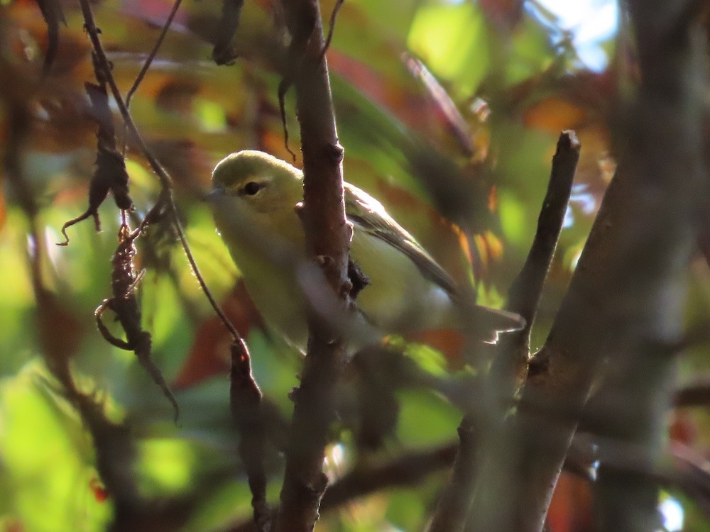 Tennessee Warbler - ML642059978