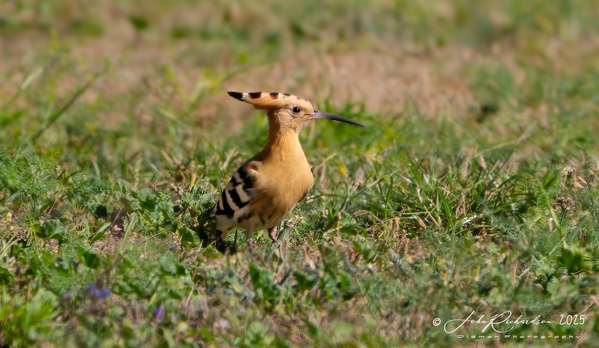 Eurasian Hoopoe - ML642059979