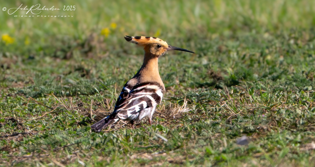 Eurasian Hoopoe - ML642059980