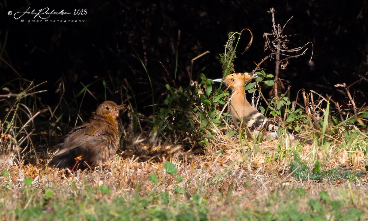 Eurasian Hoopoe - ML642059983