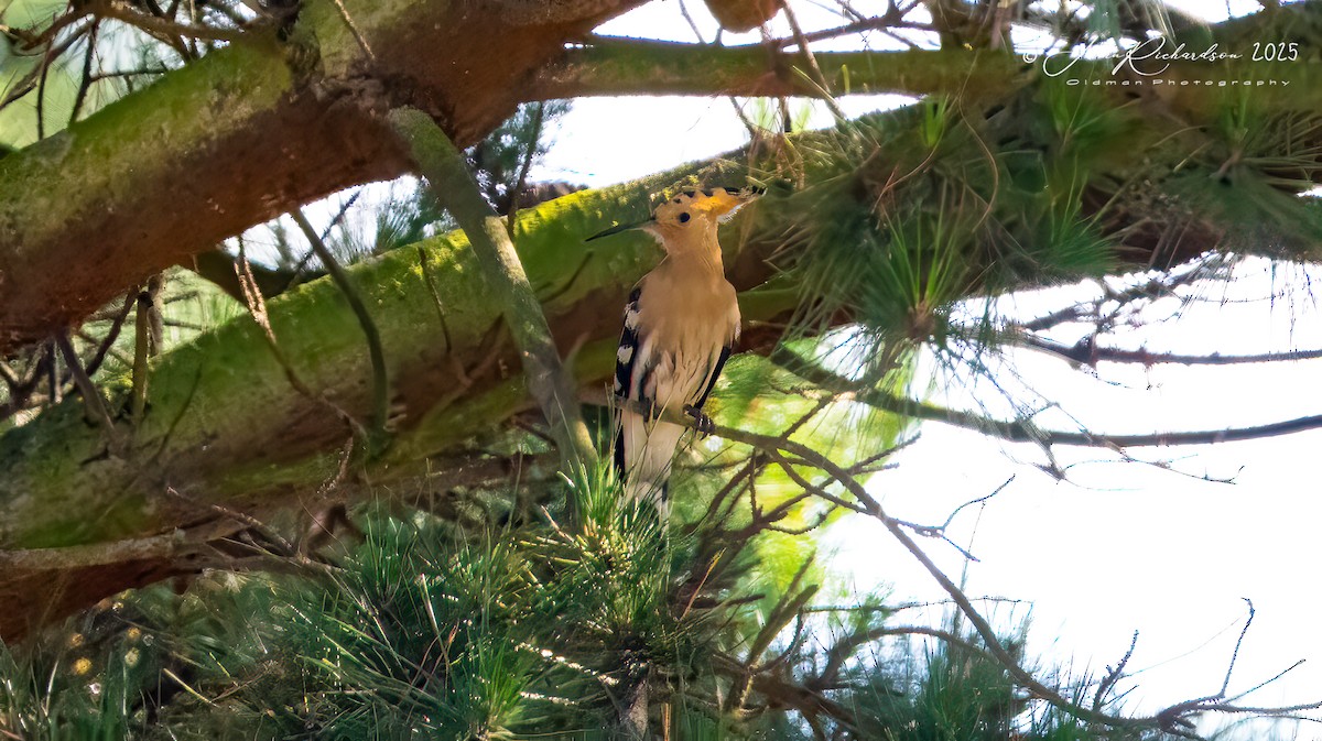 Eurasian Hoopoe - ML642059984