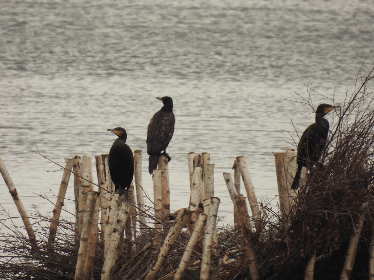 Great Cormorant - ML642059985
