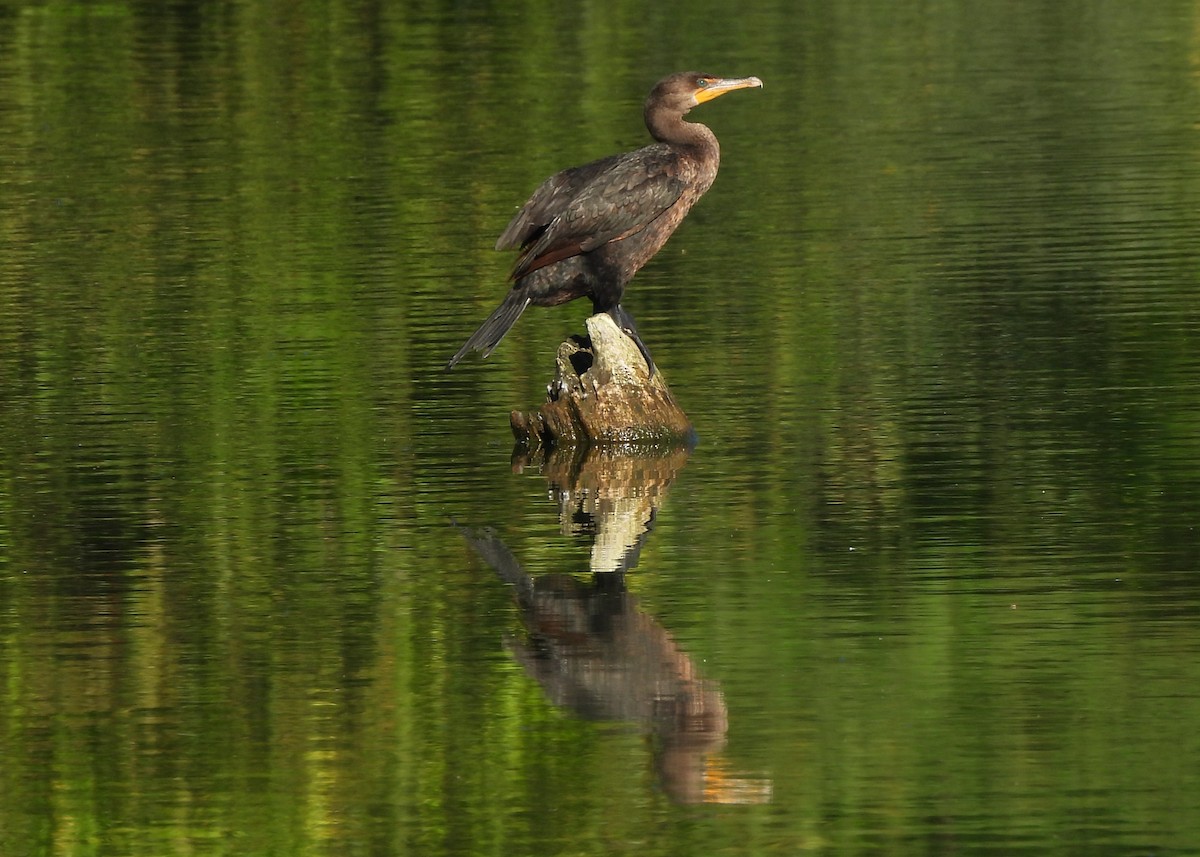 Double-crested Cormorant - ML642059986