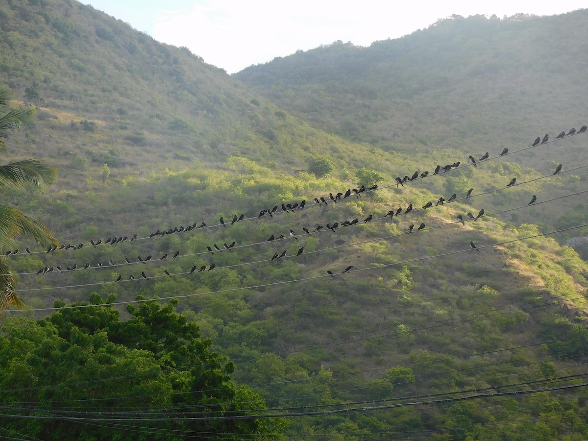 Caribbean Martin - ML642059996