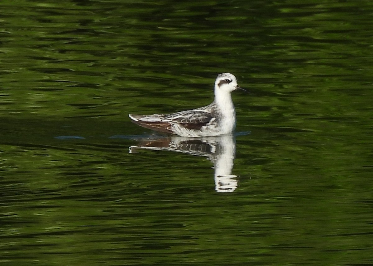 Red-necked Phalarope - ML642059997