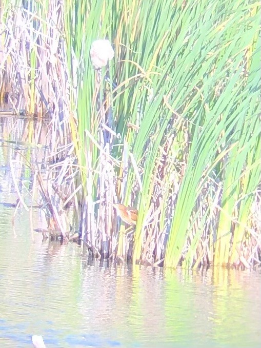 Least Bittern - ML642059998