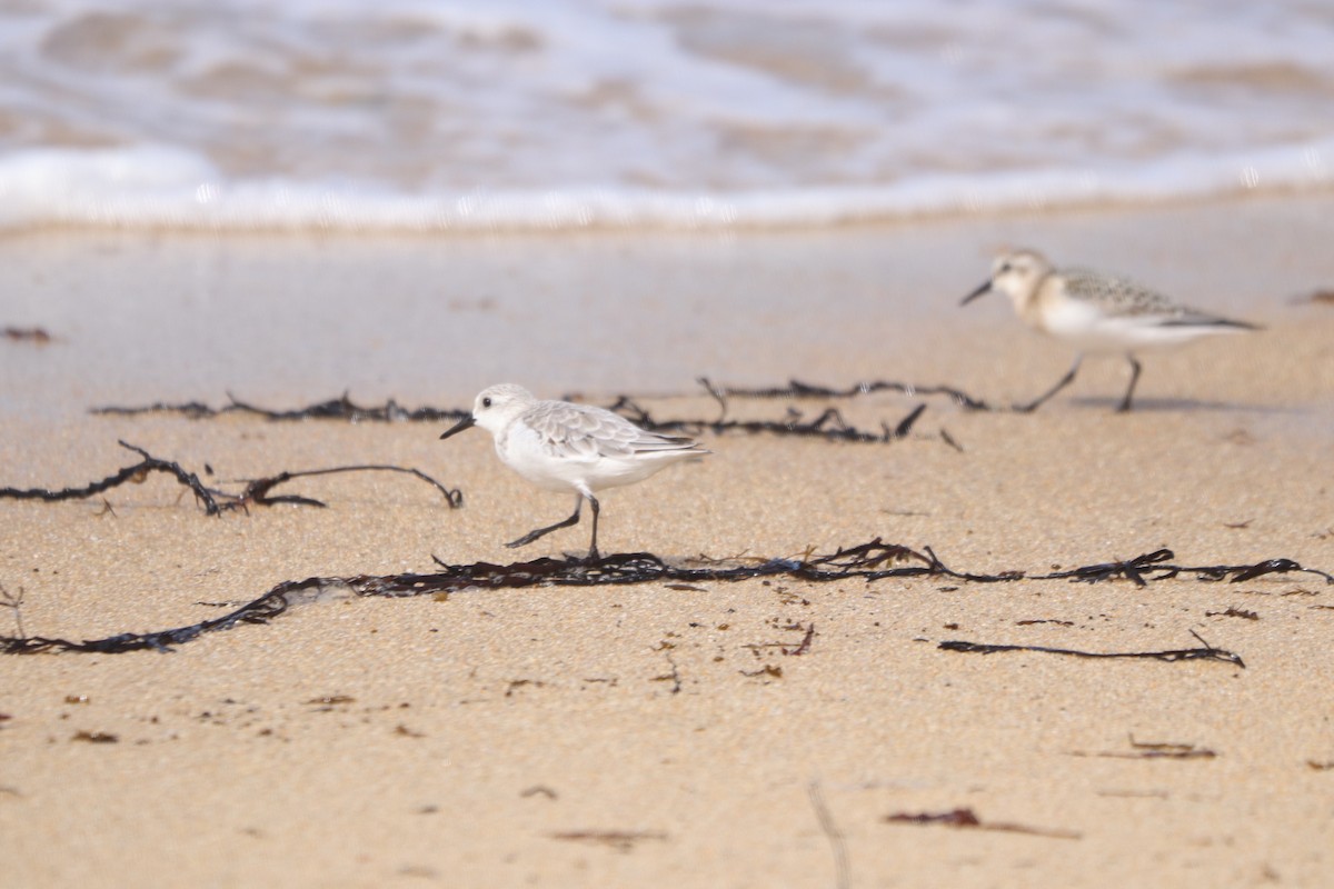 Sanderling - ML642060008