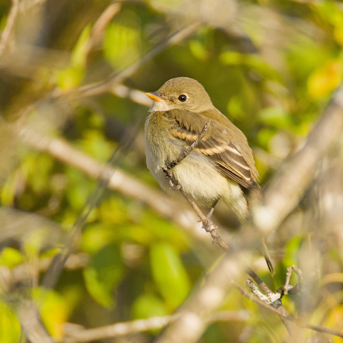 Alder/Willow Flycatcher (Traill's Flycatcher) - ML642060010