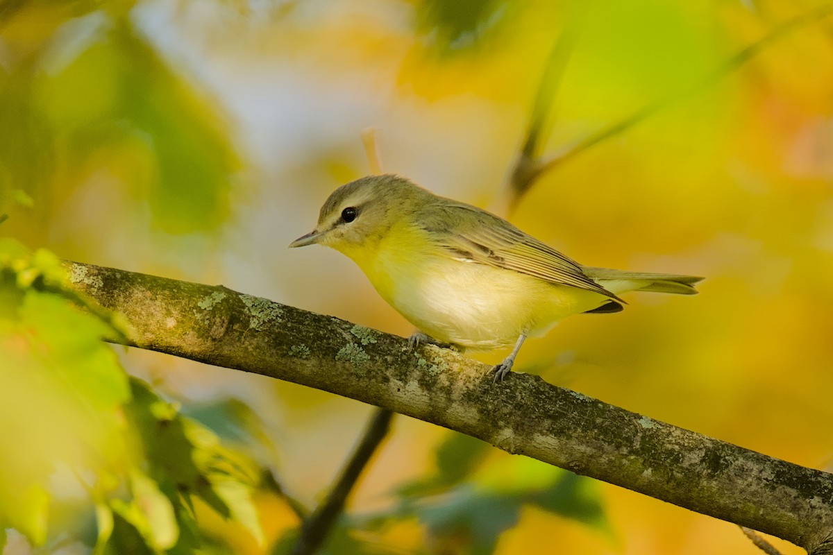 Philadelphia Vireo - ML642060012