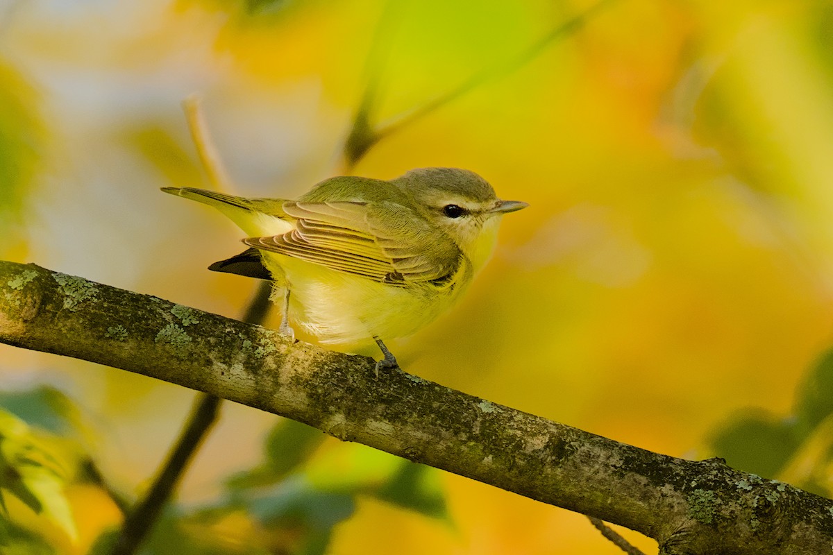 Philadelphia Vireo - ML642060013