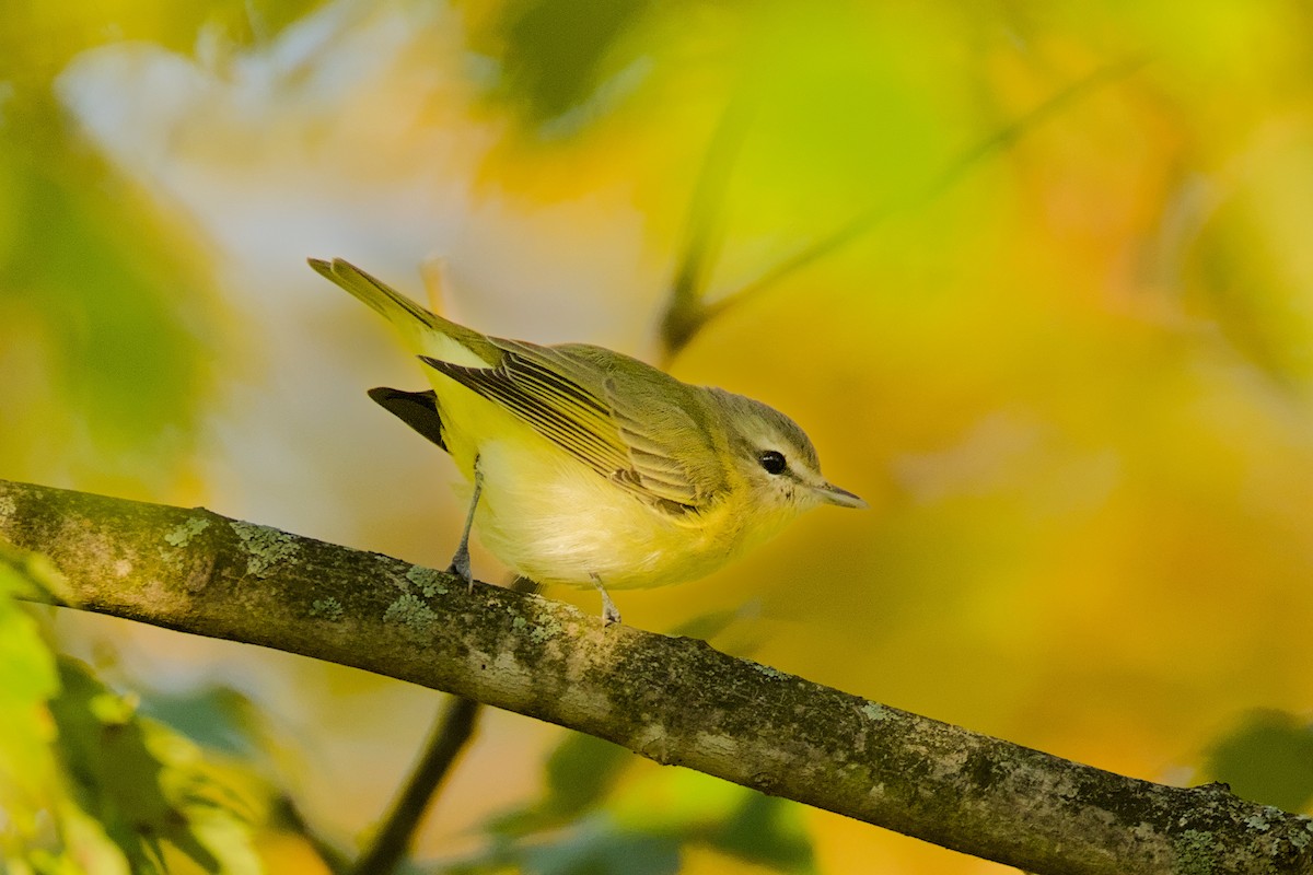 Philadelphia Vireo - ML642060014