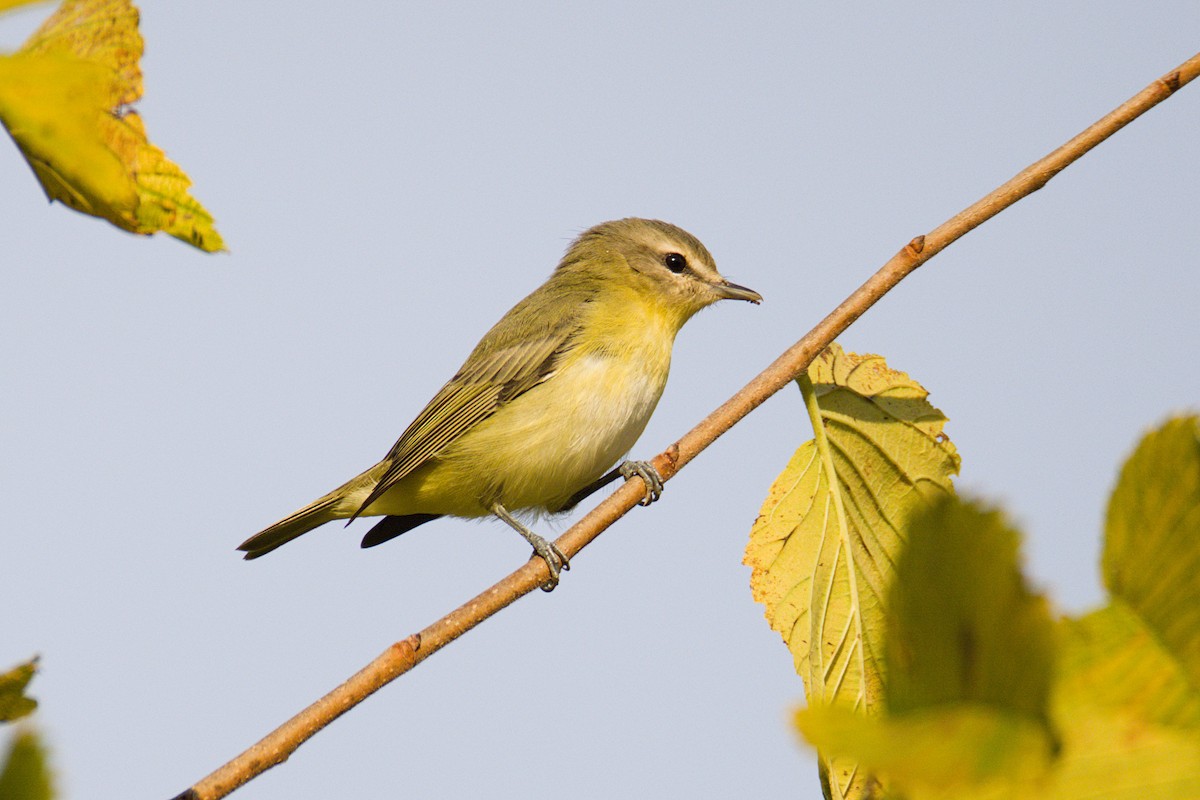 Philadelphia Vireo - ML642060015