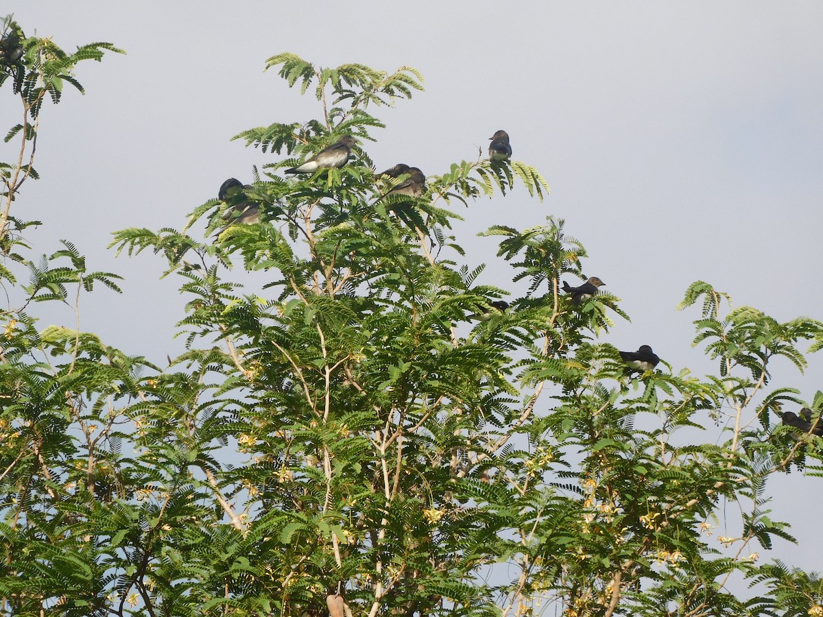 Caribbean Martin - ML642060017