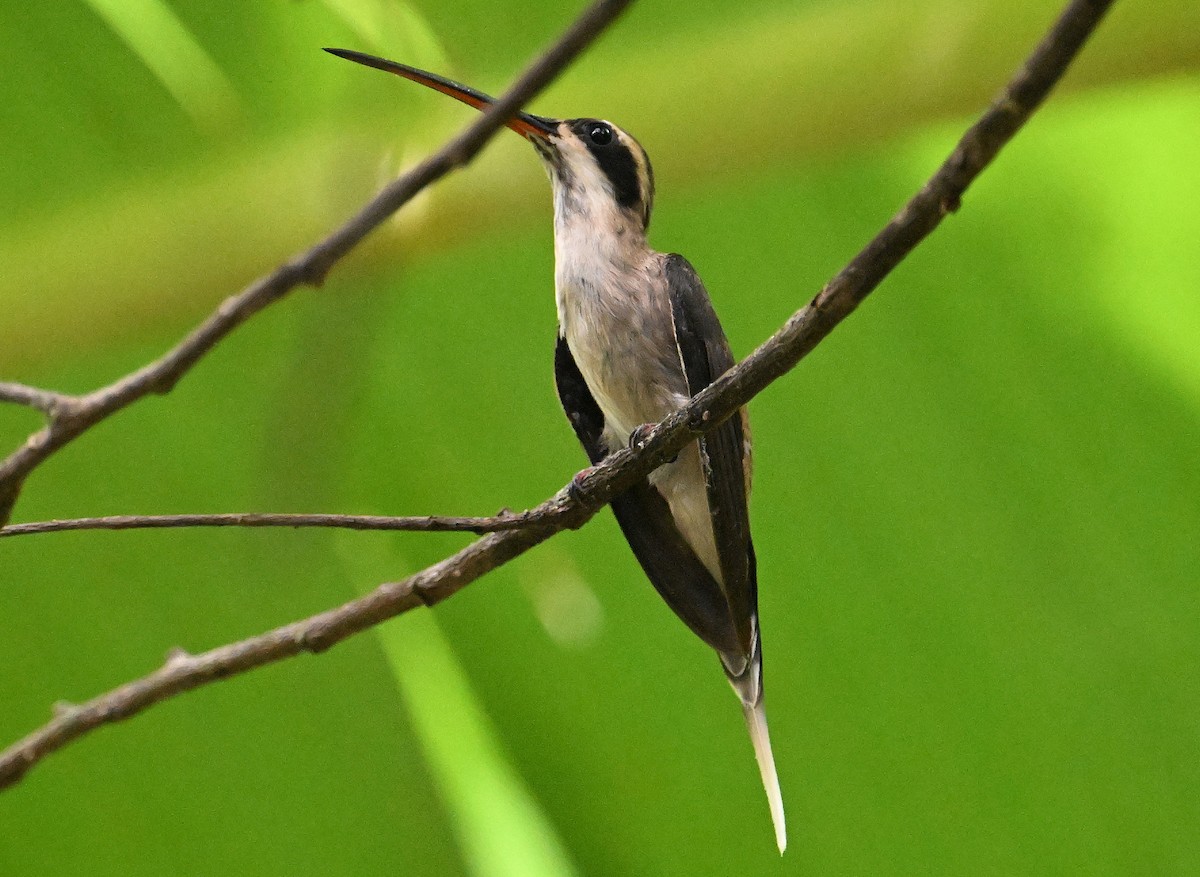 Pale-bellied Hermit - ML642060023