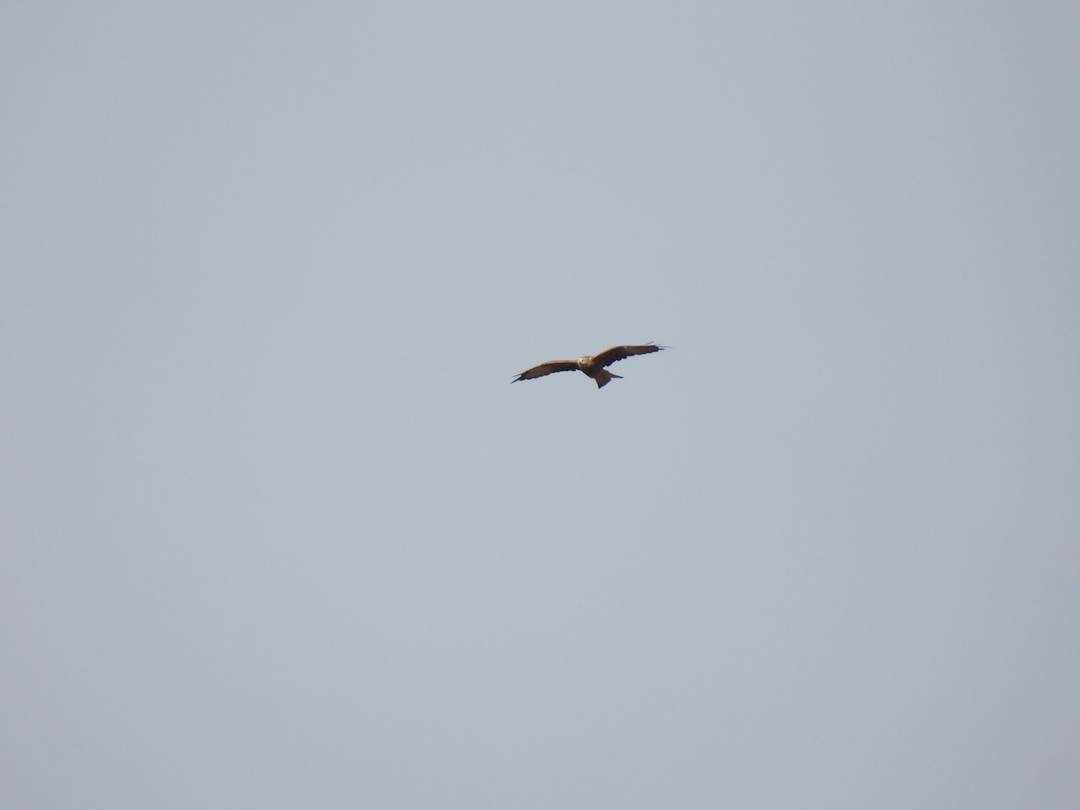 Red Kite - ML642060029
