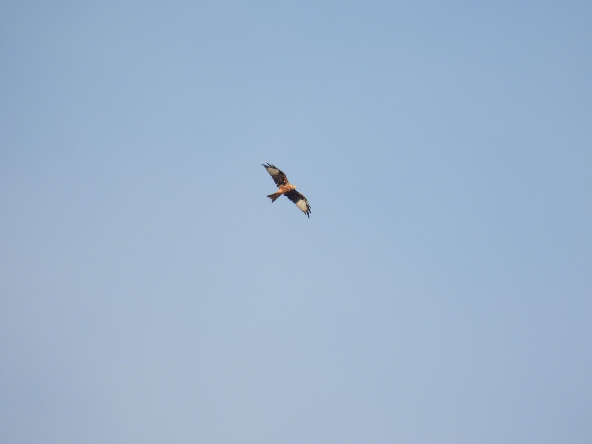 Red Kite - ML642060030