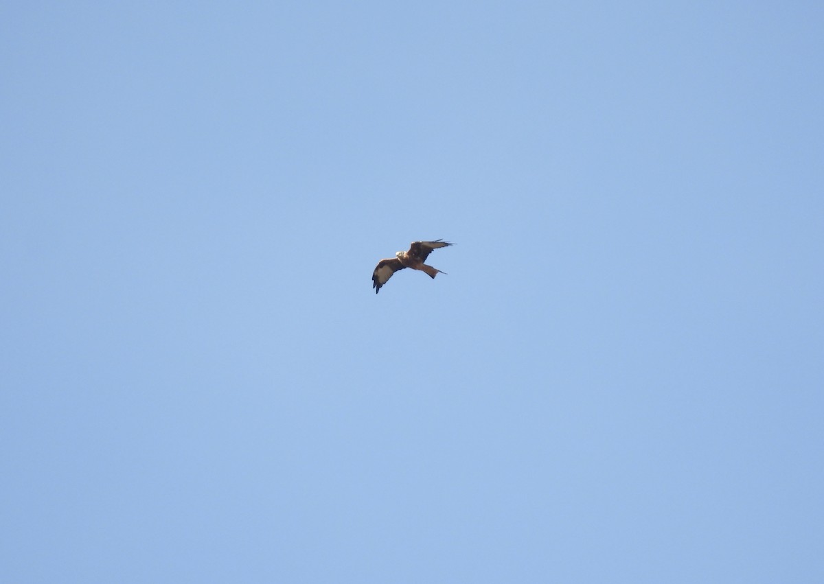 Red Kite - ML642060032