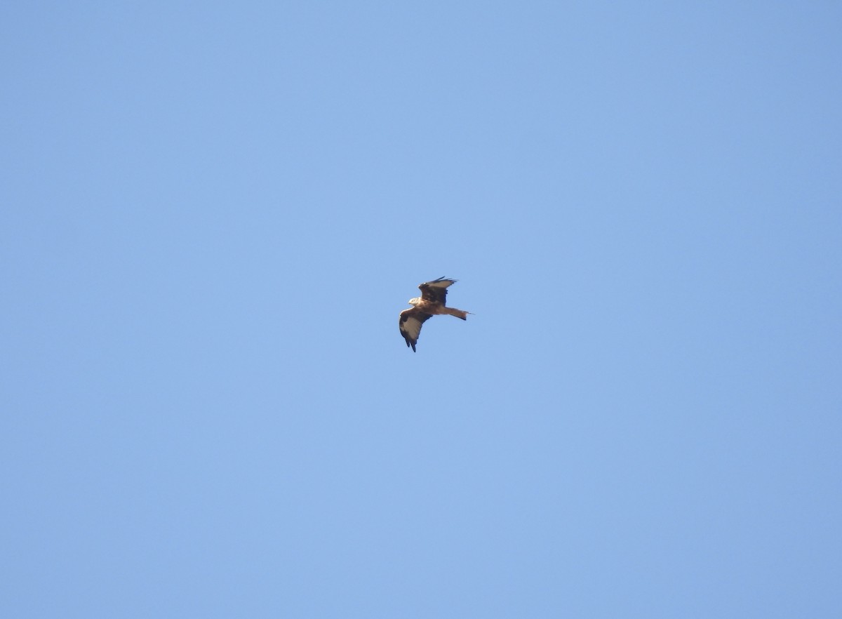 Red Kite - ML642060034