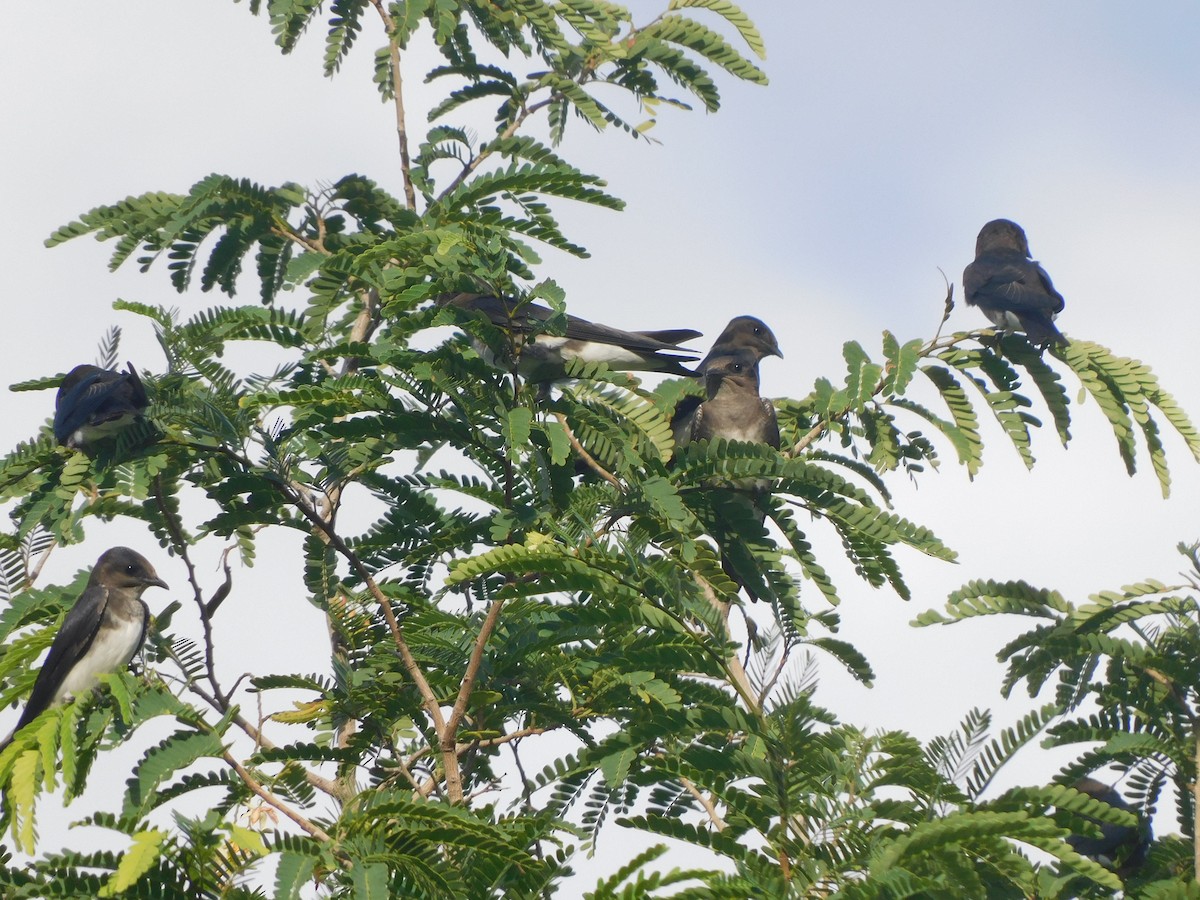 Caribbean Martin - ML642060036