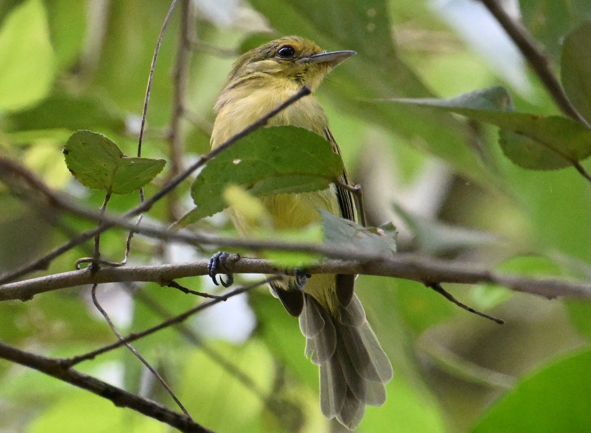 Ochre-lored Flatbill - ML642060039