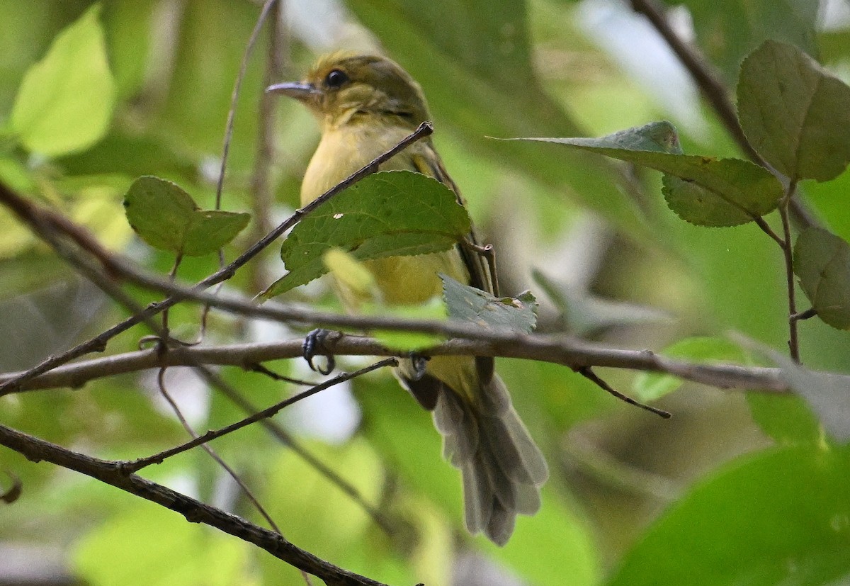 Ochre-lored Flatbill - ML642060040