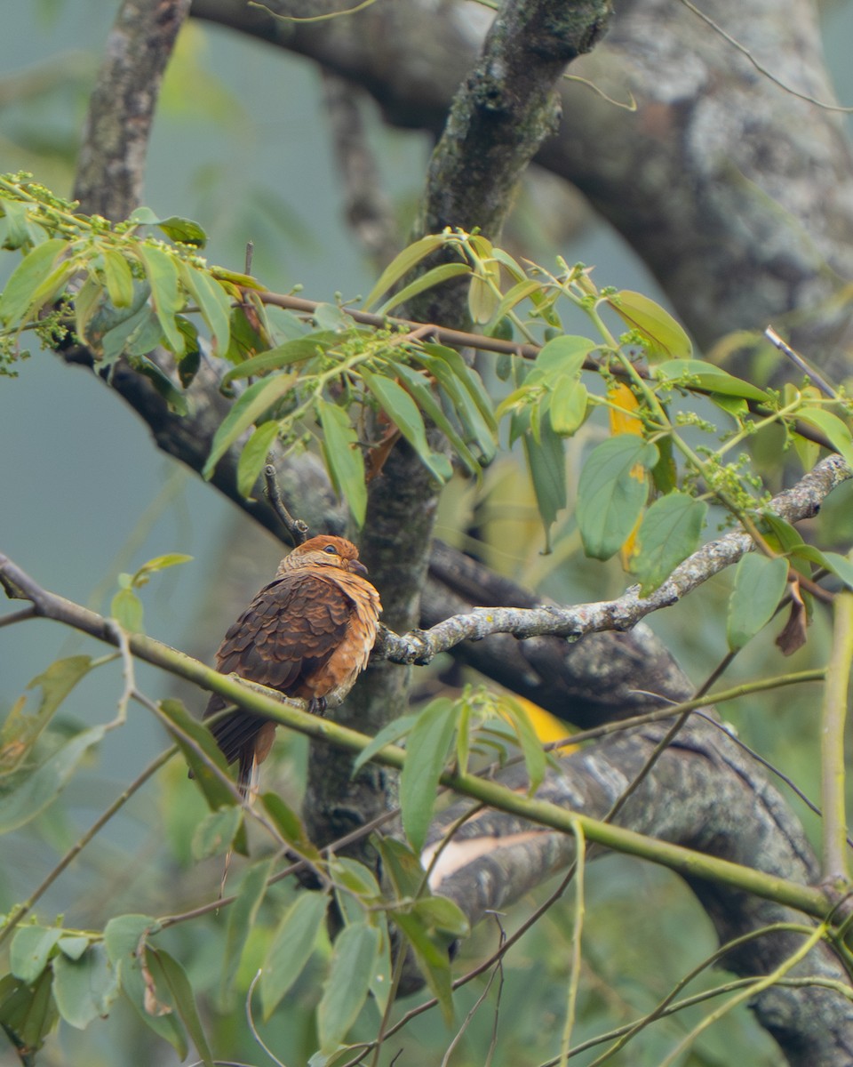 Ruddy Cuckoo-Dove - ML642060041