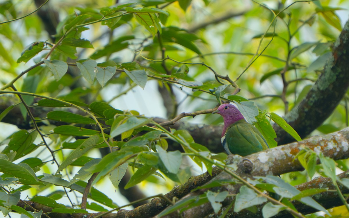 Pink-headed Fruit-Dove - ML642060047