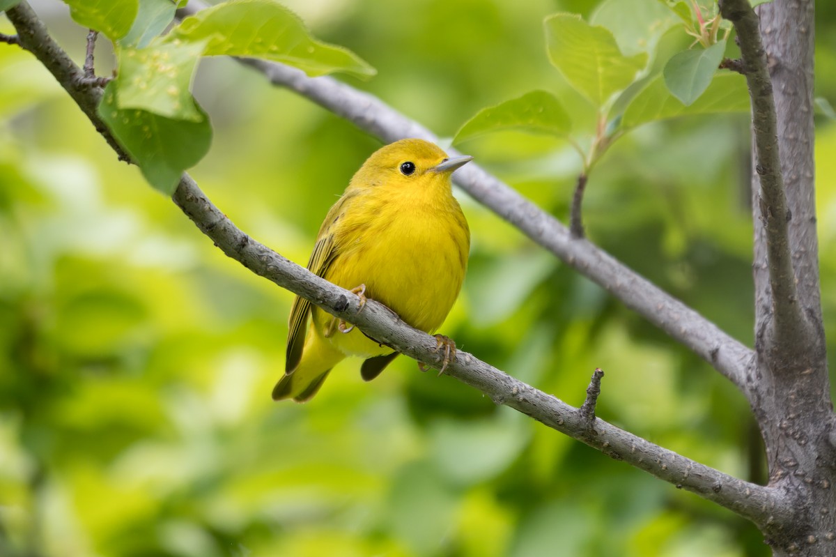 Yellow Warbler - ML642060067
