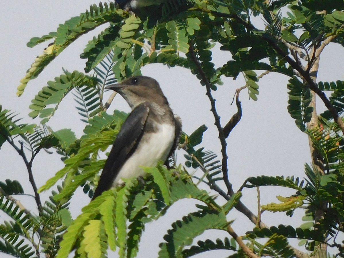 Caribbean Martin - ML642060074
