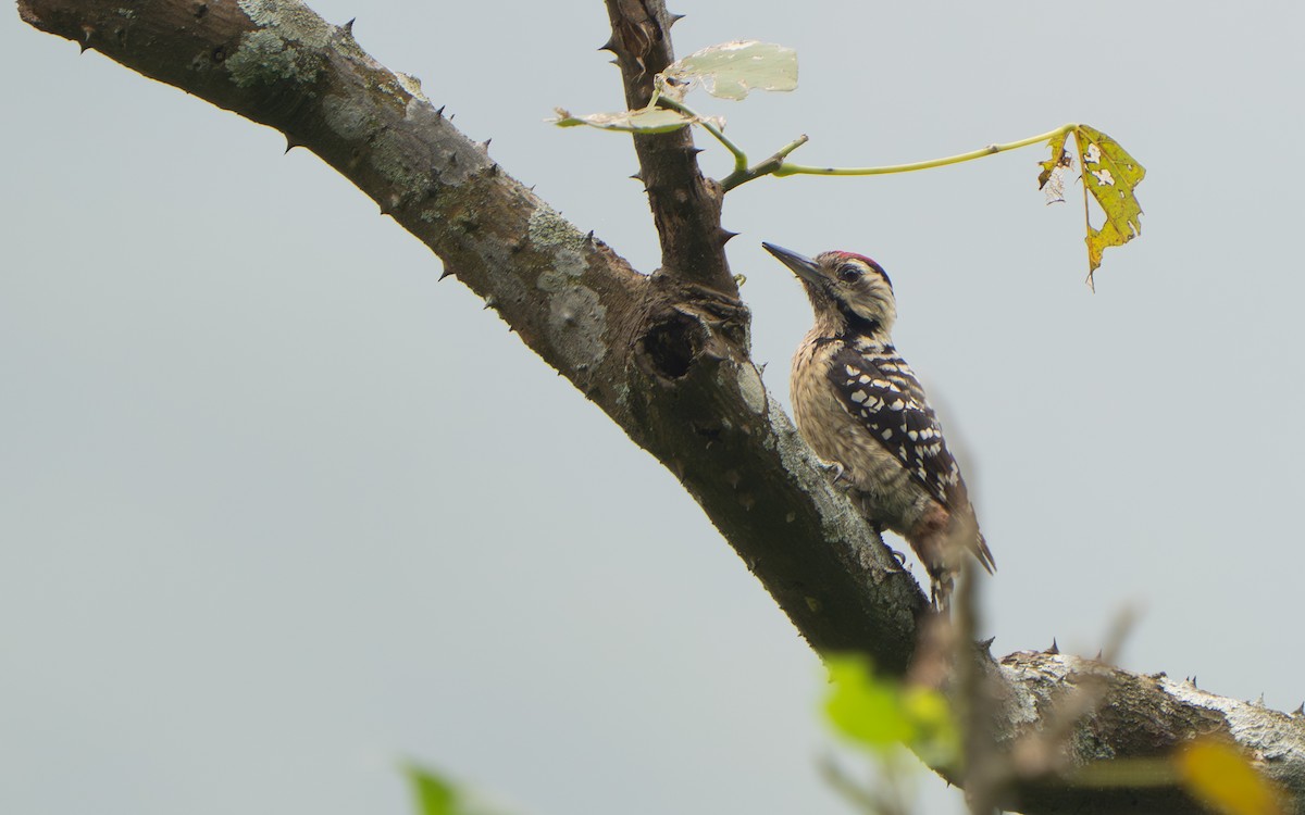 Freckle-breasted Woodpecker - ML642060078