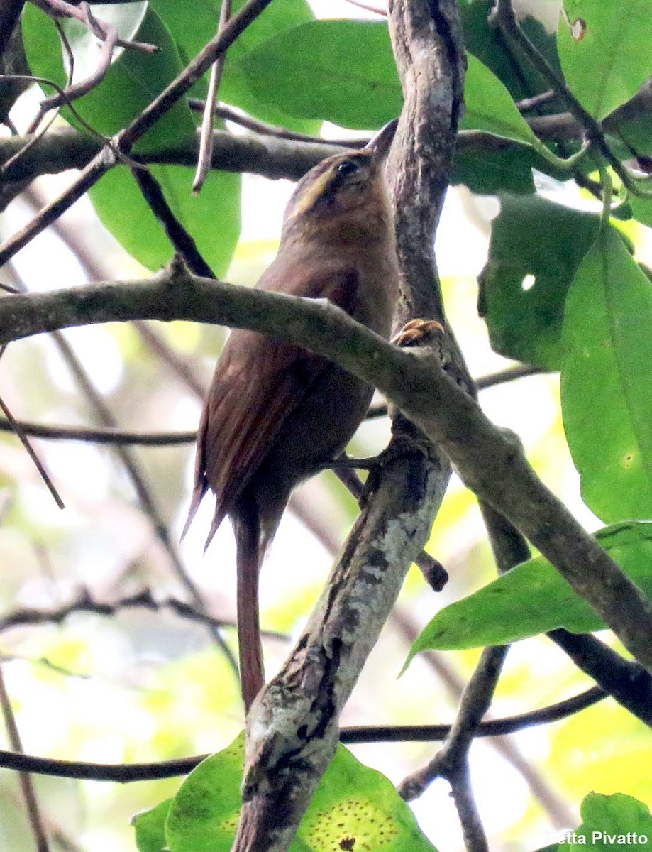 Ochre-breasted Foliage-gleaner - ML642060086