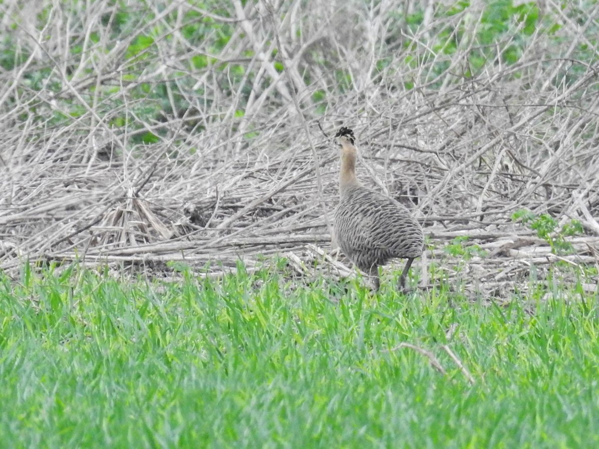 Tinamou isabelle - ML642060087