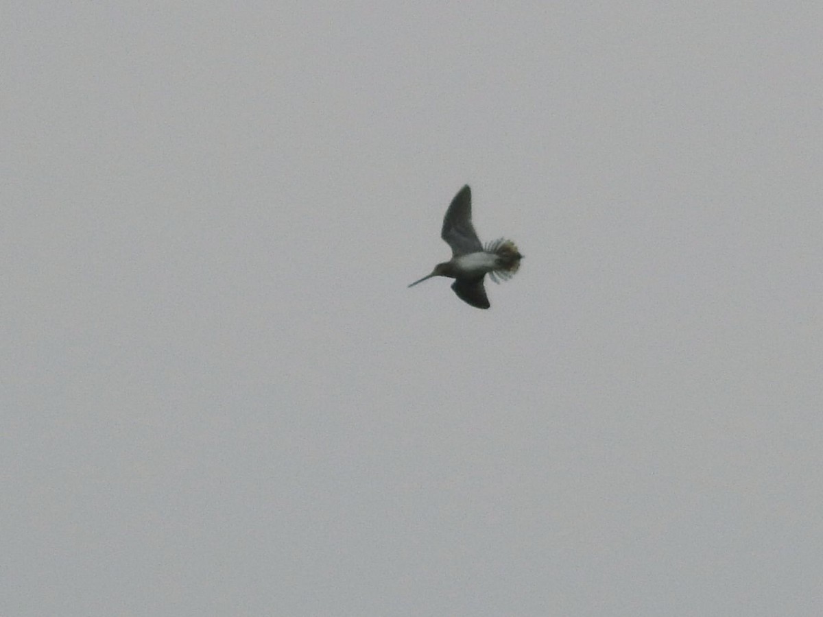 Pantanal Snipe - ML642060091