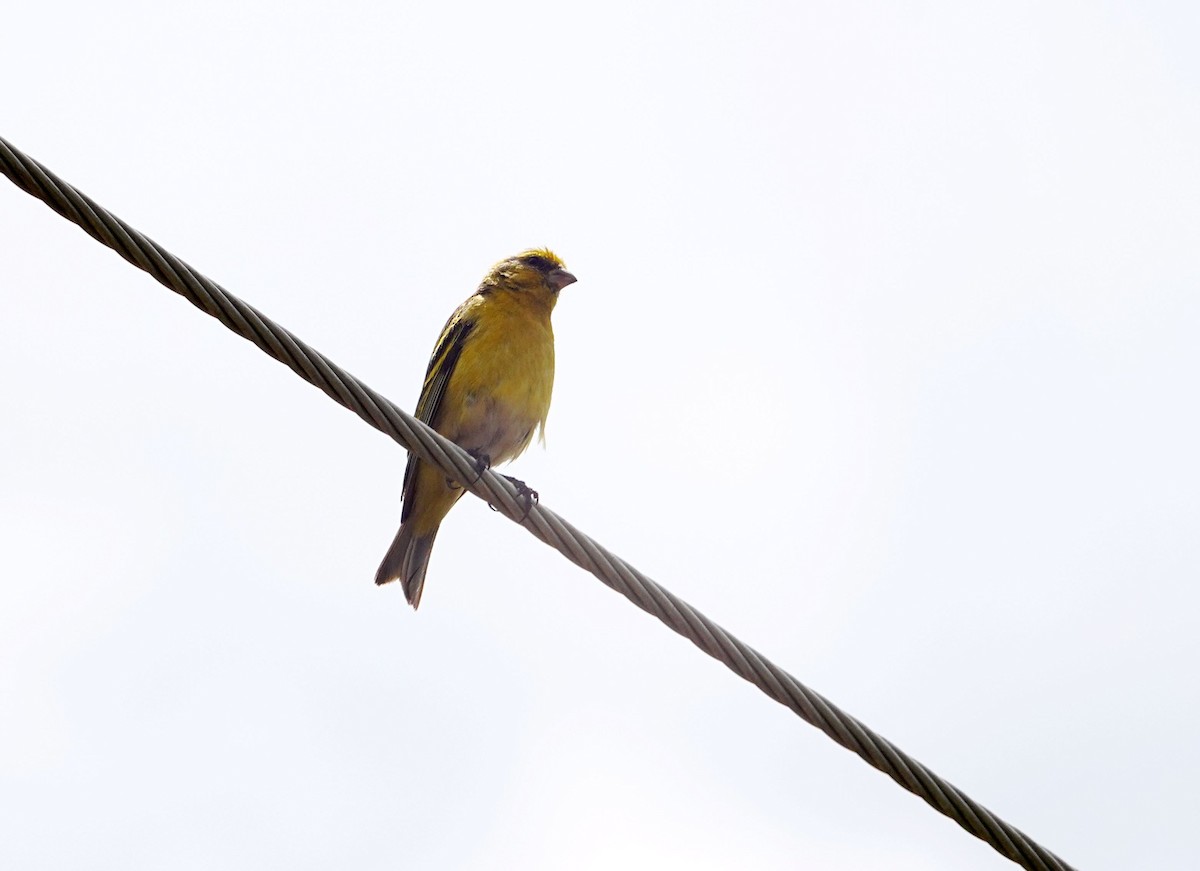 Yellow-crowned Canary - ML642060098