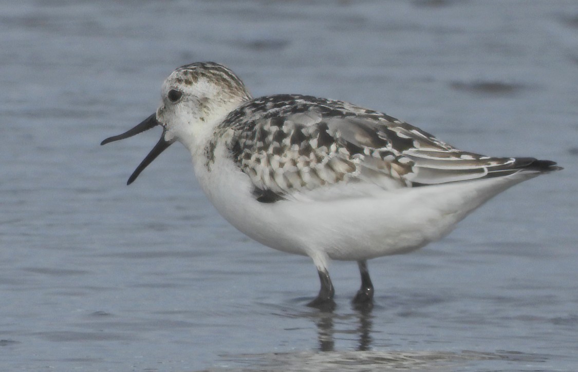 Sanderling - ML642060120