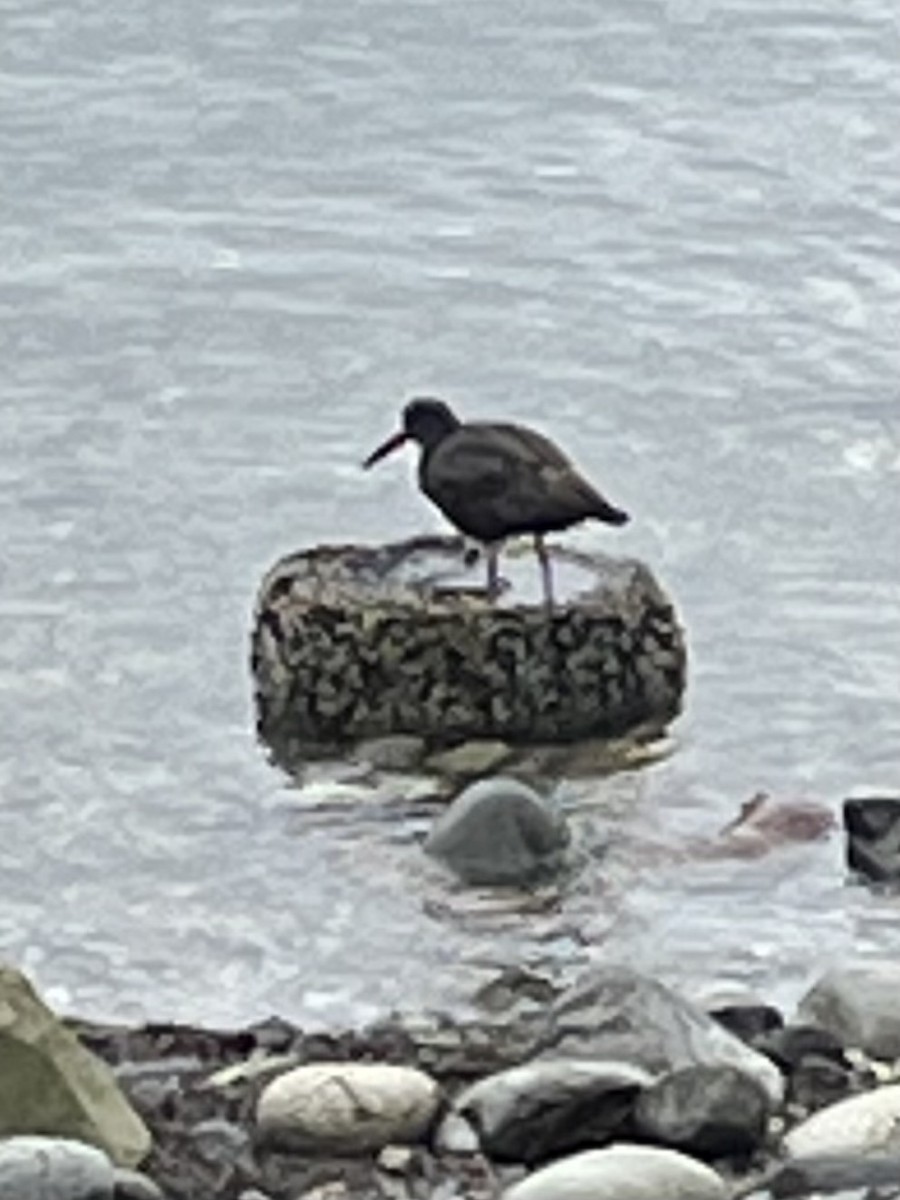 Black Oystercatcher - ML642060127