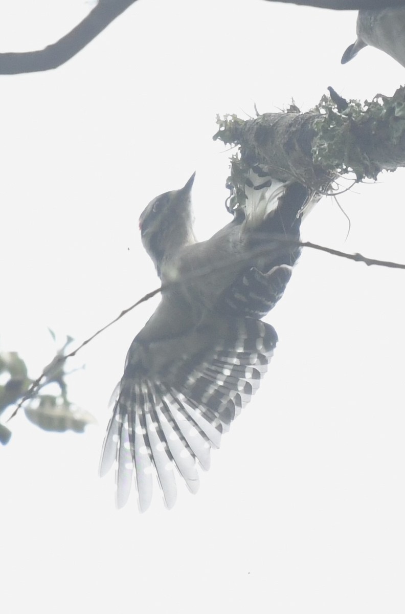 Downy Woodpecker - ML642060135