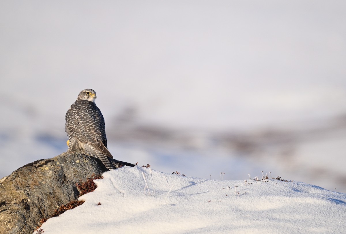 Gyrfalcon - ML642060136
