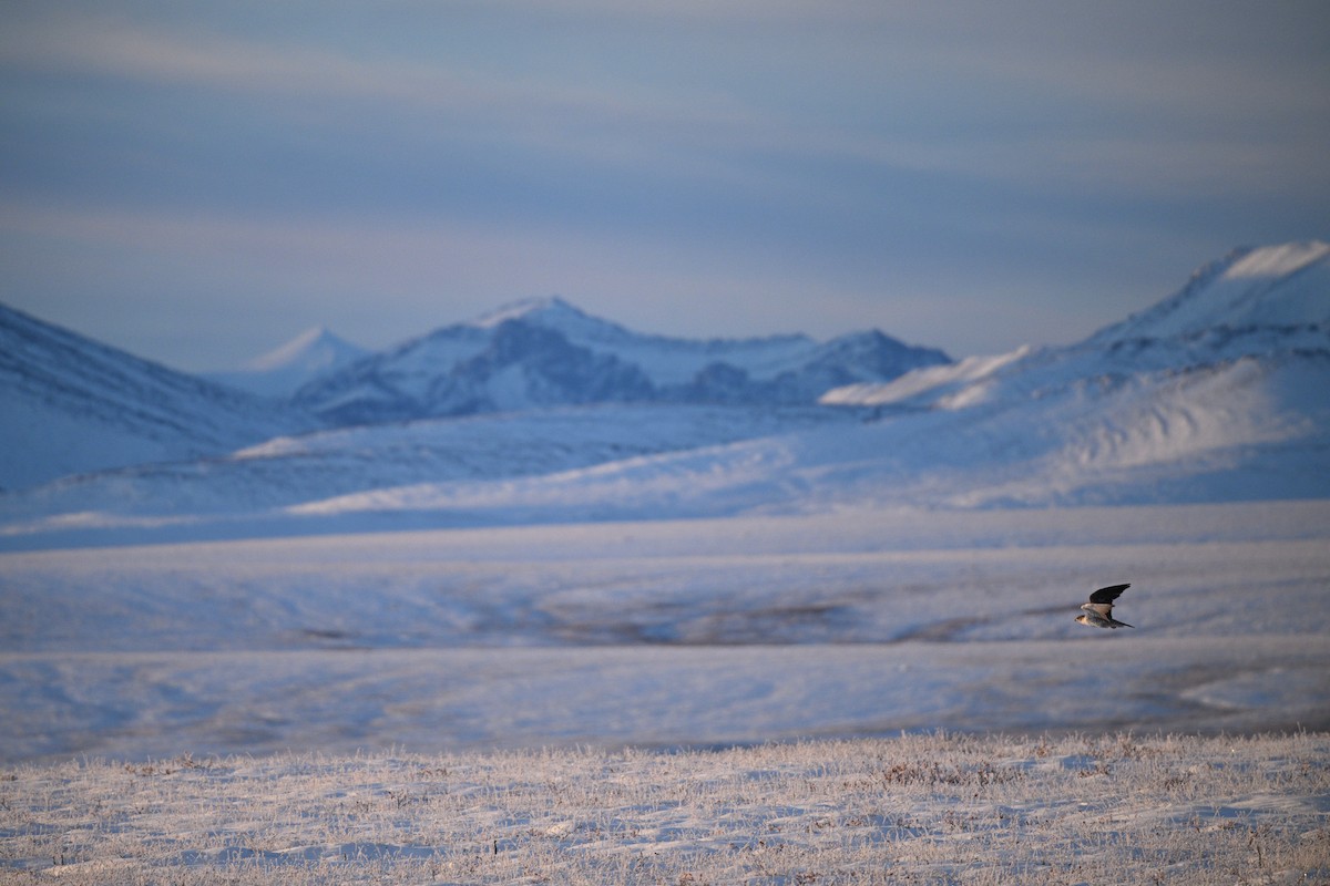 Gyrfalcon - ML642060137