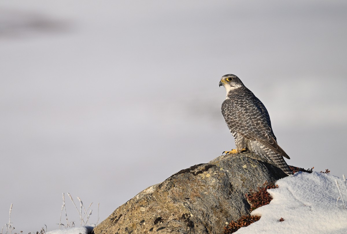 Gyrfalcon - ML642060138