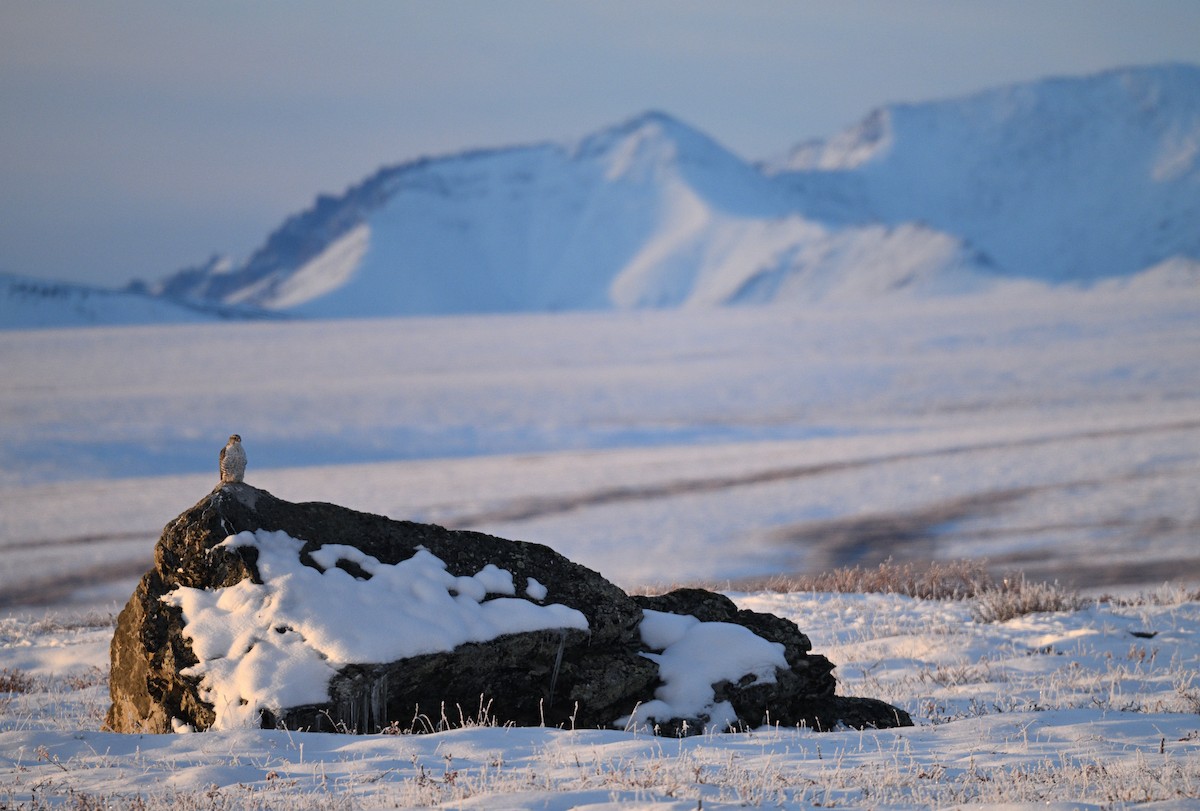 Gyrfalcon - ML642060139