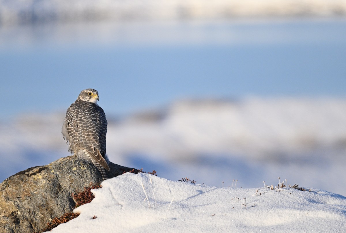Gyrfalcon - ML642060140
