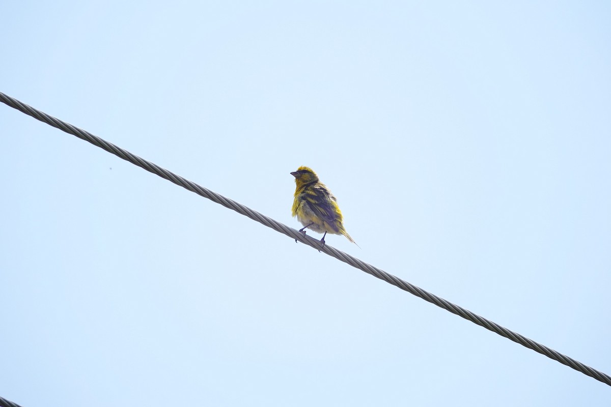 Yellow-crowned Canary - ML642060151