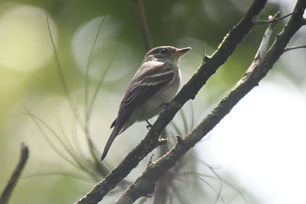Eastern Wood-Pewee - ML642060153