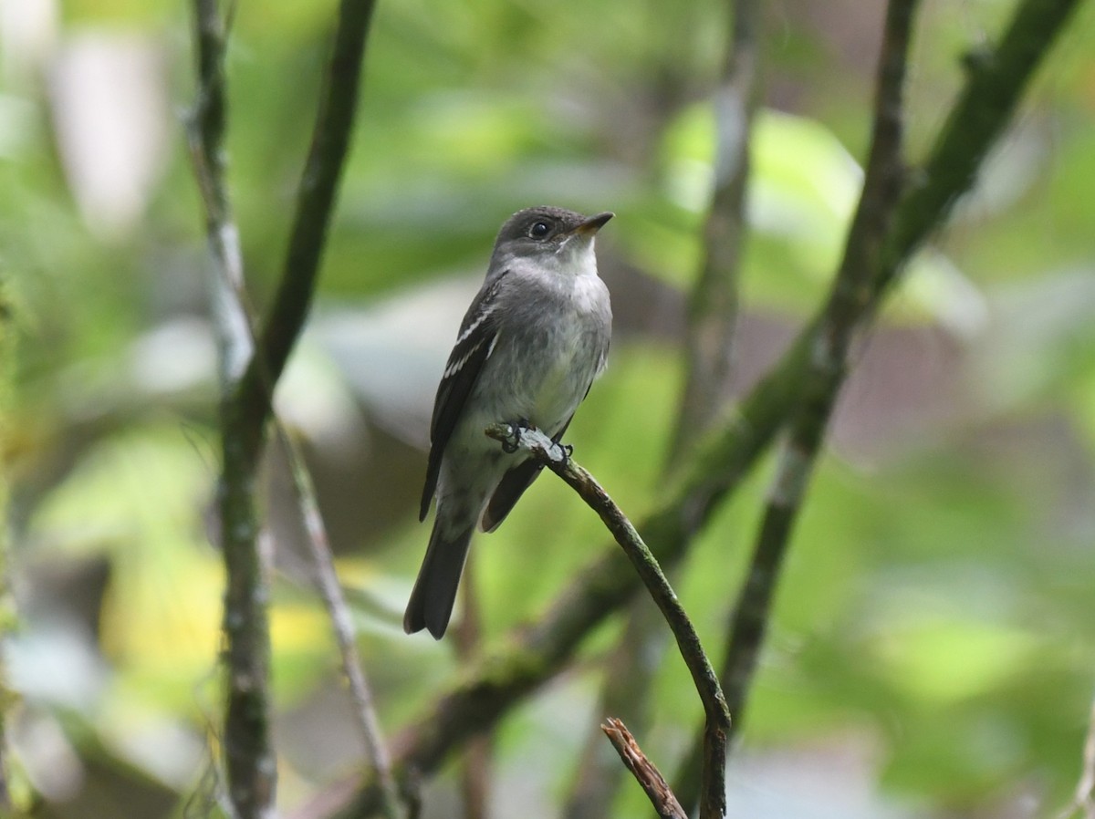 Eastern Wood-Pewee - ML642060154