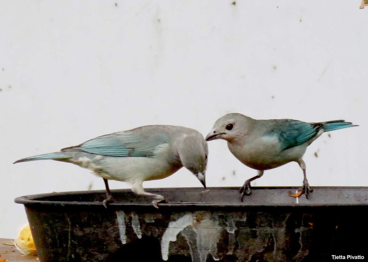 Sayaca Tanager - ML642060175